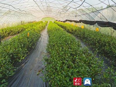 白露飄香引新篇——費(fèi)縣春曦茶業(yè)以生物有機(jī)肥研發(fā)驅(qū)動白茶技術(shù)創(chuàng)新